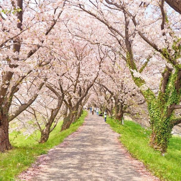 春の楽しみ「お花見」の起源とは？桜とお花見弁当の文化を知る