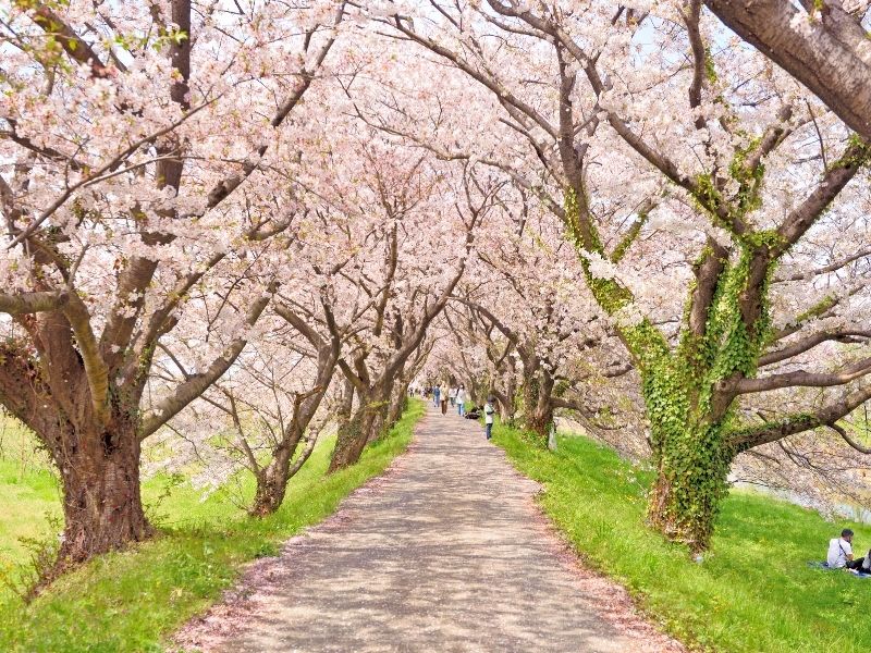 春の楽しみ「お花見」の起源とは？桜とお花見弁当の文化を知る
