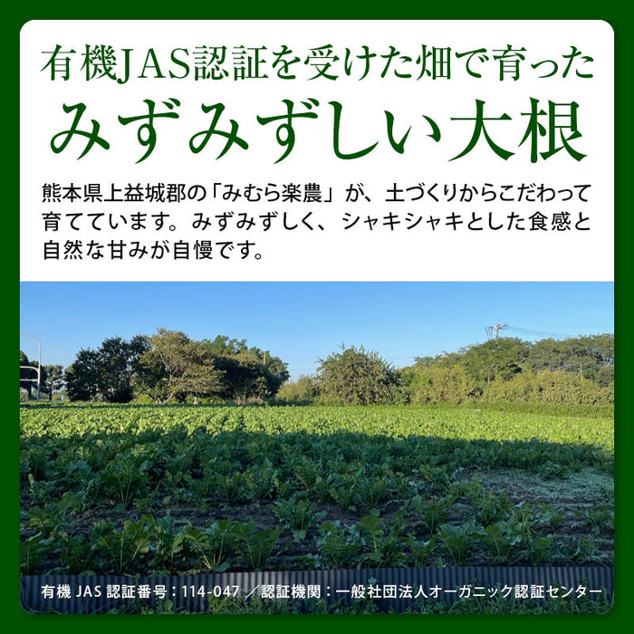 前田家 大根おろし 粉末 パウダー 熊本県産 2袋/5袋/10袋 (1袋10g 約2人分) 原材料は大根だけ 水を加えて5分 常温保存 乾燥 だいこんおろし 薬味 焼き魚 おろしそば 一人暮らし 送料無料 MAEDAYA